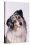 Australian Shepherd Tilting Head-DLILLC-Stretched Canvas