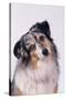 Australian Shepherd Tilting Head-DLILLC-Stretched Canvas