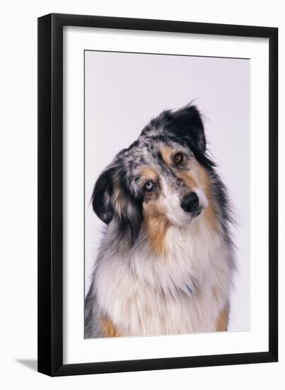 Australian Shepherd Tilting Head-DLILLC-Framed Premium Photographic Print