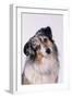 Australian Shepherd Tilting Head-DLILLC-Framed Premium Photographic Print