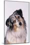 Australian Shepherd Tilting Head-DLILLC-Mounted Premium Photographic Print