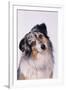 Australian Shepherd Tilting Head-DLILLC-Framed Premium Photographic Print