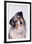 Australian Shepherd Tilting Head-DLILLC-Framed Premium Photographic Print