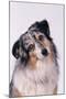 Australian Shepherd Tilting Head-DLILLC-Mounted Premium Photographic Print