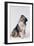 Australian Shepherd Tilting Head-DLILLC-Framed Premium Photographic Print