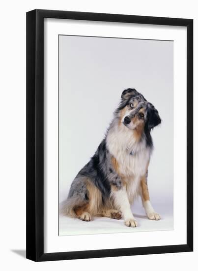 Australian Shepherd Tilting Head-DLILLC-Framed Premium Photographic Print