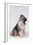 Australian Shepherd Tilting Head-DLILLC-Framed Premium Photographic Print