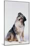 Australian Shepherd Tilting Head-DLILLC-Mounted Premium Photographic Print