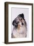 Australian Shepherd Tilting Head-DLILLC-Framed Photographic Print