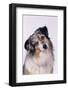 Australian Shepherd Tilting Head-DLILLC-Framed Photographic Print