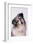 Australian Shepherd Tilting Head-DLILLC-Framed Photographic Print