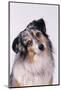 Australian Shepherd Tilting Head-DLILLC-Mounted Photographic Print