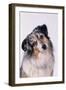 Australian Shepherd Tilting Head-DLILLC-Framed Photographic Print