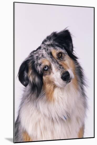 Australian Shepherd Tilting Head-DLILLC-Mounted Photographic Print