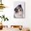 Australian Shepherd Tilting Head-DLILLC-Photographic Print displayed on a wall