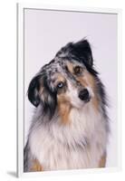 Australian Shepherd Tilting Head-DLILLC-Framed Photographic Print