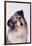 Australian Shepherd Tilting Head-DLILLC-Framed Photographic Print