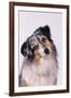 Australian Shepherd Tilting Head-DLILLC-Framed Photographic Print