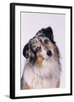 Australian Shepherd Tilting Head-DLILLC-Framed Photographic Print