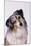 Australian Shepherd Tilting Head-DLILLC-Mounted Photographic Print