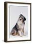 Australian Shepherd Tilting Head-DLILLC-Framed Photographic Print