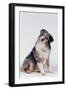 Australian Shepherd Tilting Head-DLILLC-Framed Photographic Print