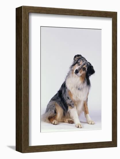 Australian Shepherd Tilting Head-DLILLC-Framed Photographic Print