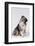 Australian Shepherd Tilting Head-DLILLC-Framed Photographic Print