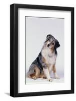 Australian Shepherd Tilting Head-DLILLC-Framed Photographic Print