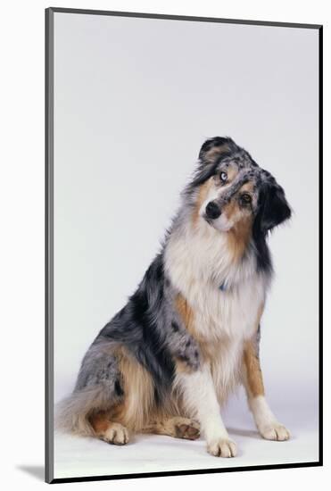 Australian Shepherd Tilting Head-DLILLC-Mounted Photographic Print