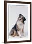 Australian Shepherd Tilting Head-DLILLC-Framed Photographic Print