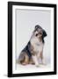 Australian Shepherd Tilting Head-DLILLC-Framed Photographic Print