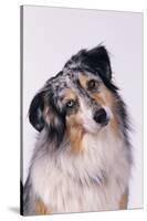 Australian Shepherd Tilting Head-DLILLC-Stretched Canvas