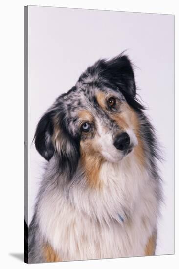 Australian Shepherd Tilting Head-DLILLC-Stretched Canvas