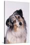 Australian Shepherd Tilting Head-DLILLC-Stretched Canvas