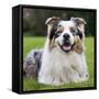 Australian Shepherd-null-Framed Stretched Canvas