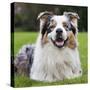 Australian Shepherd-null-Stretched Canvas