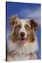 Australian Shepherd-DLILLC-Stretched Canvas