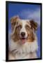 Australian Shepherd-DLILLC-Framed Photographic Print