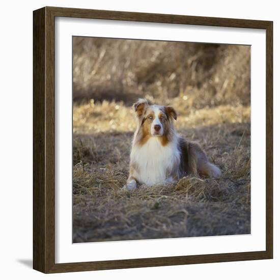 Australian Shepherd-DLILLC-Framed Photographic Print