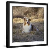 Australian Shepherd-DLILLC-Framed Photographic Print