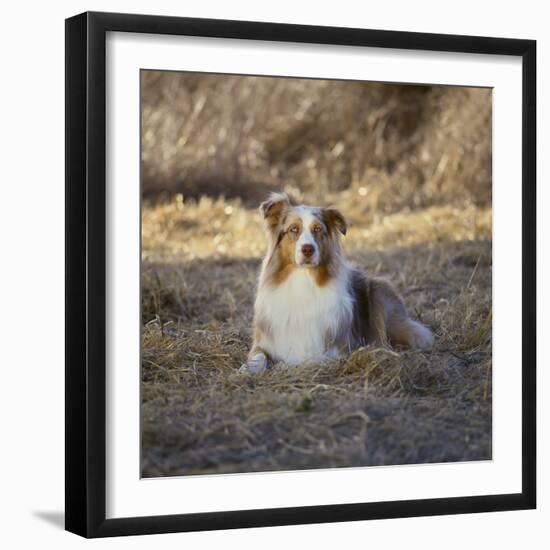 Australian Shepherd-DLILLC-Framed Photographic Print