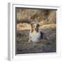Australian Shepherd-DLILLC-Framed Photographic Print