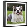 Australian Shepherd-null-Framed Photographic Print