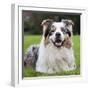 Australian Shepherd-null-Framed Photographic Print