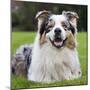 Australian Shepherd-null-Mounted Photographic Print