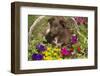 Australian Shepherd-null-Framed Photographic Print