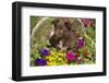 Australian Shepherd-null-Framed Photographic Print