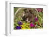 Australian Shepherd-null-Framed Photographic Print