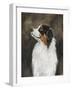 Australian Shepherd-Solveiga-Framed Giclee Print